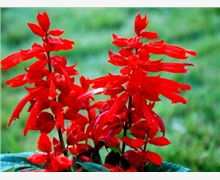 宿根花卉產(chǎn)品銷售 廠家直供、優(yōu)質(zhì)優(yōu)價(jià)與市場前景解析